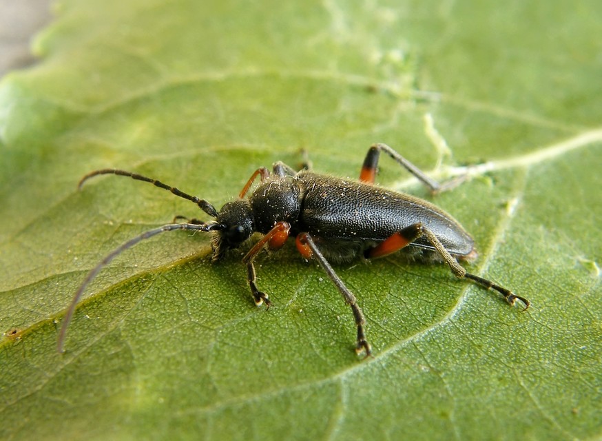 Cortodera villosa - bozontos cserjecincér