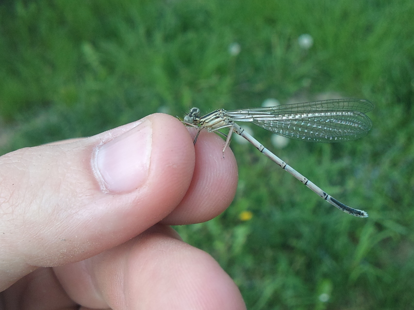 Platycnemis pennipes - széleslábú szitakötő