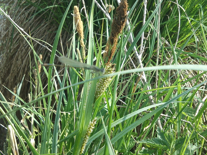 Ischnura elegans