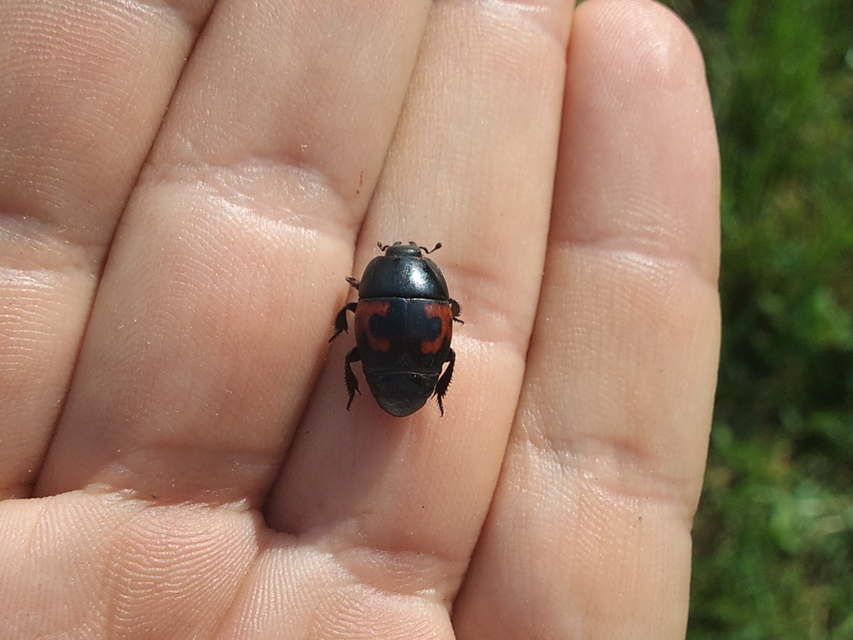 Hister quadrimaculatus - közönséges sutabogár