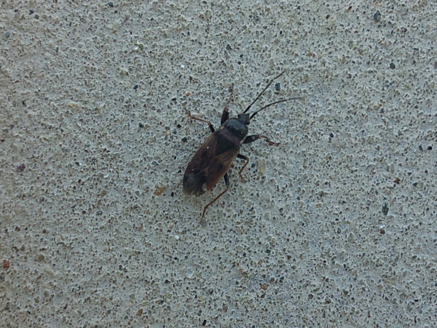Eremocoris plebejus