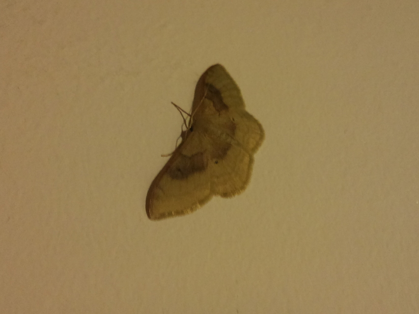 Idaea degeneraria - barnasávos araszoló