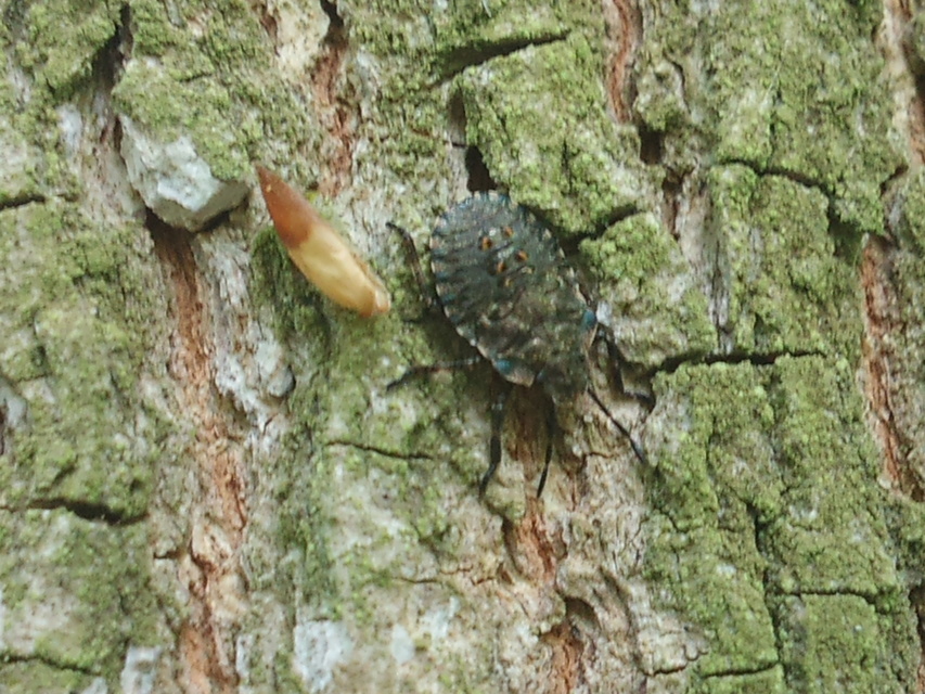 Pentatoma rufipes - vöröslábú címerespoloska Pentatoma rufipes - vöröslábú címerespoloska