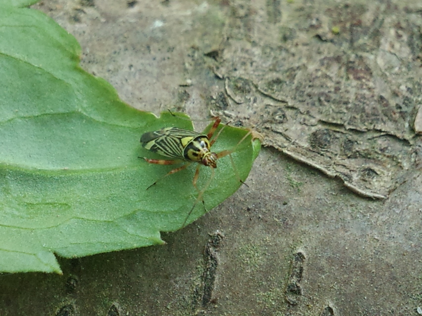Rhabdomiris striatellus - zebra-mezeipoloska