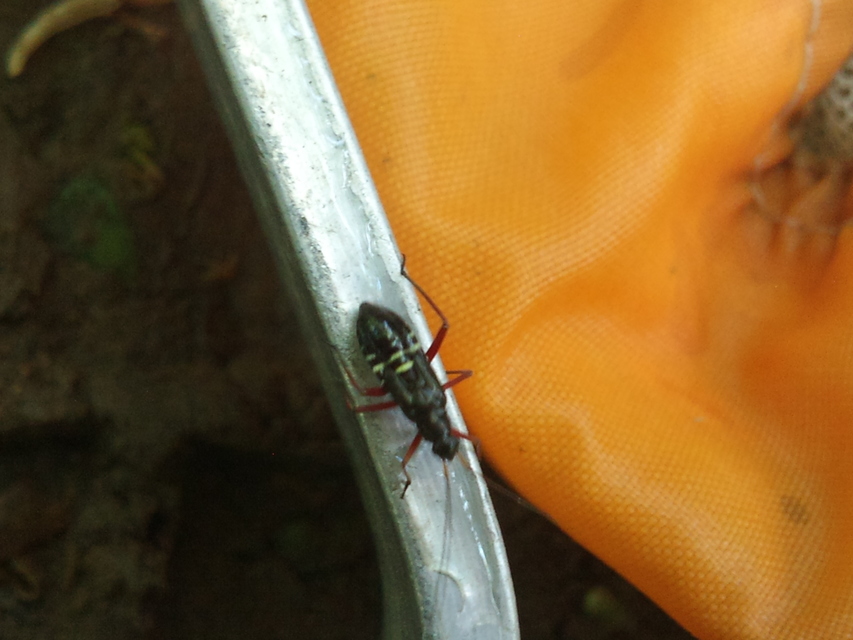 Miris striatus - sávos mezeipoloska
