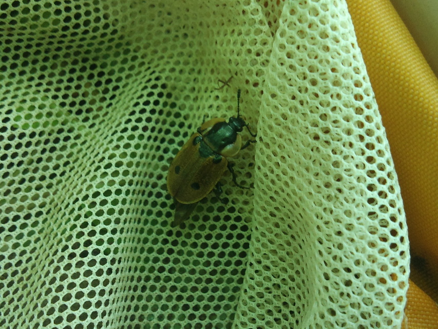 Dendroxena quadrimaculata - négypettyes dögbogár