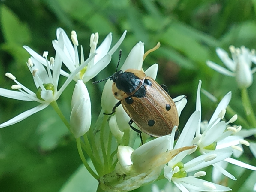Dendroxena quadrimaculata - négypettyes dögbogár