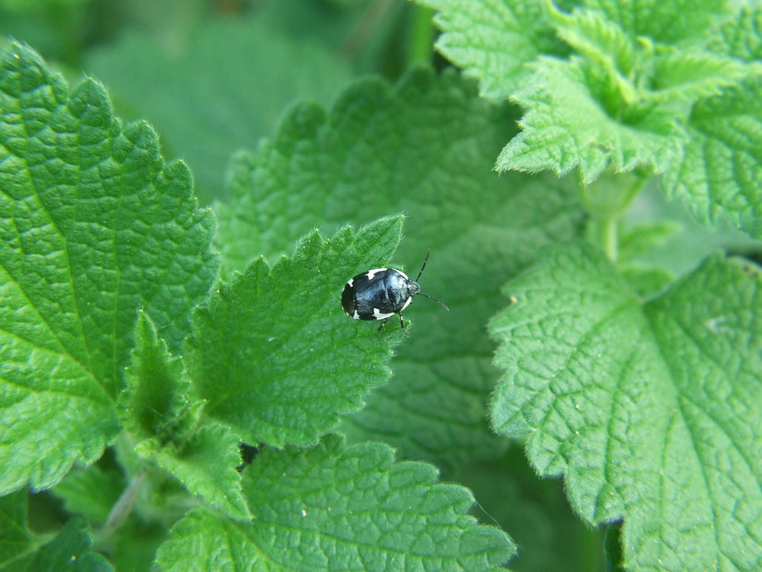 Tritomegas sexmaculatus - hatfoltos földipoloska
