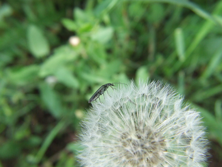 Oedemera