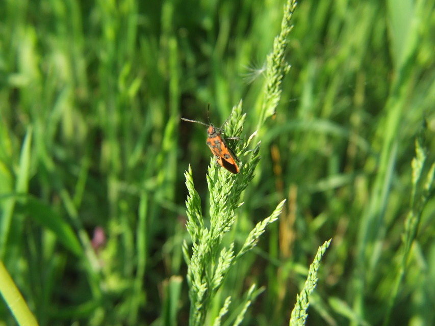 Corizus hyoscyami - piros karimáspoloska