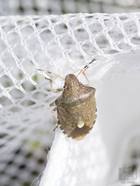 Peribalus strictus - tavaszi címerespoloska Peribalus strictus - tavaszi címerespoloska