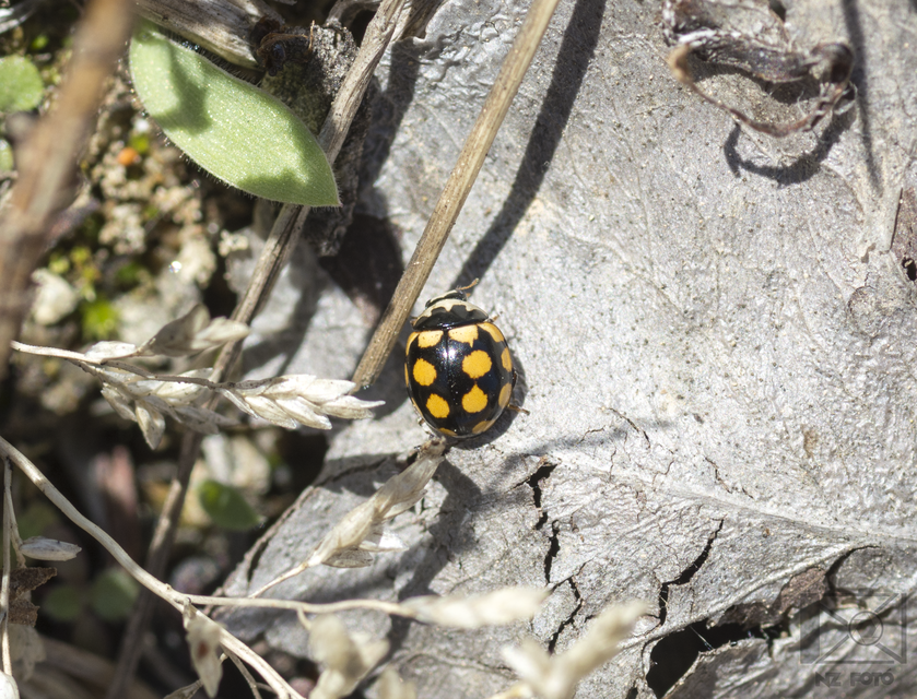 Coccinula quatuordecimpustulata - feketesárga katóka