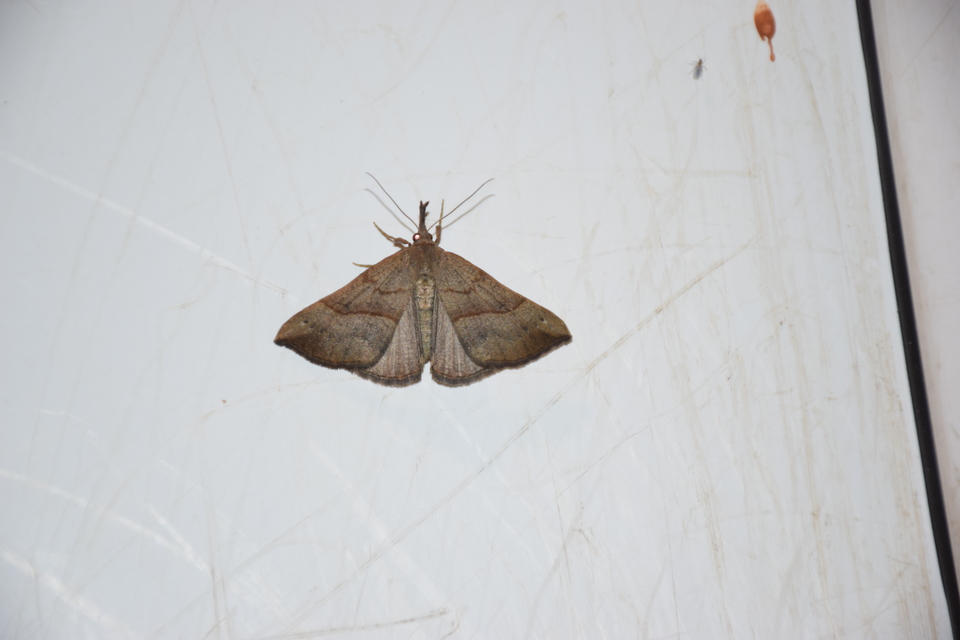 Hypena proboscidalis - ormányos karcsúbagoly
