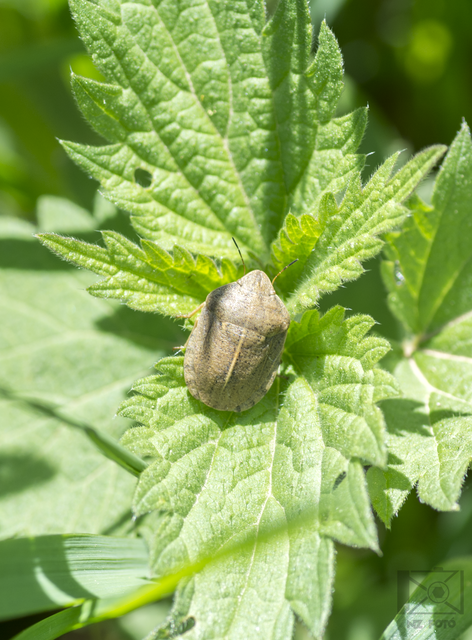 Eurygaster austriaca - osztrákpoloska Eurygaster austriaca - osztrákpoloska