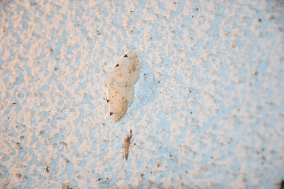 Lomographa bimaculata - kétpontos fehéraraszoló