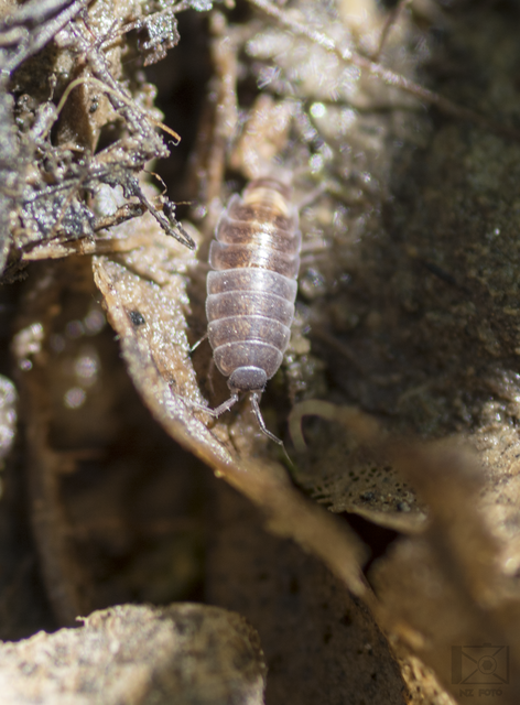 Trichoniscus