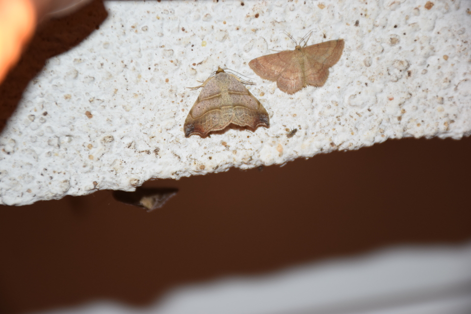 Laspeyria flexula - zuzmóbagoly