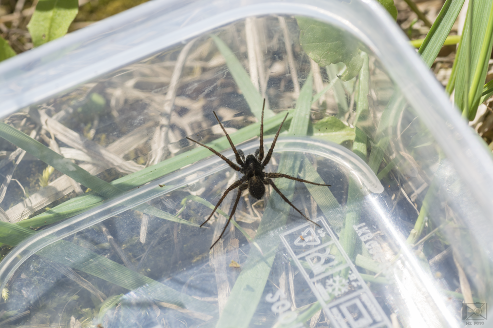 Pardosa