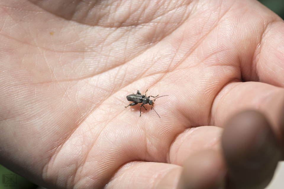 Osphya bipunctata - kétalakú komorka