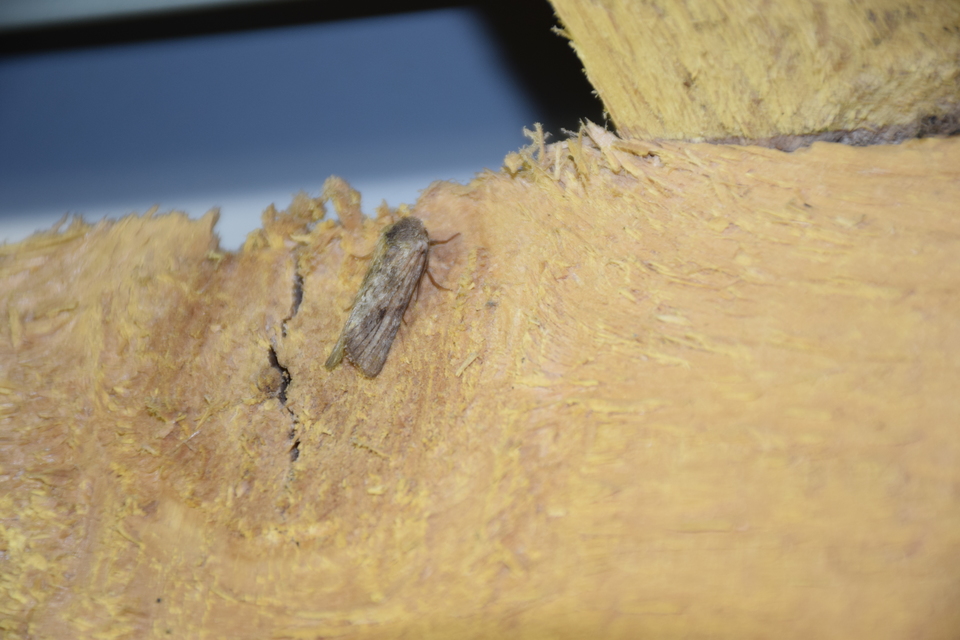 Egira conspicillaris - változékony szürkebagoly