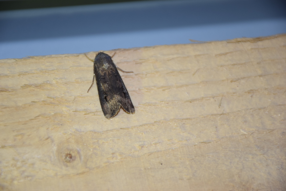Agrotis ipsilon - nagy földibagoly