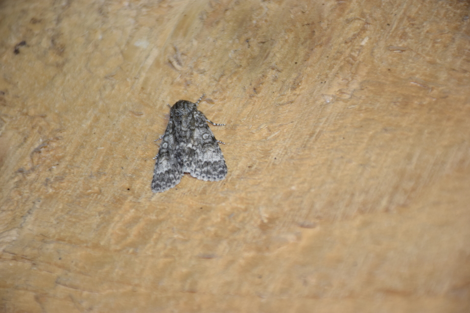 Acronicta megacephala - nagyfejű szigonyosbagoly