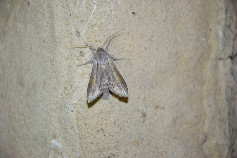 Cucullia balsamitae - homoki csuklyásbagoly