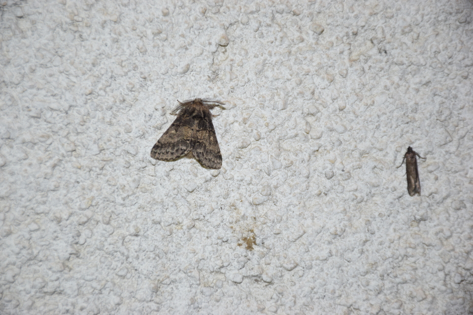 Gluphisia crenata - kormos púposszövő