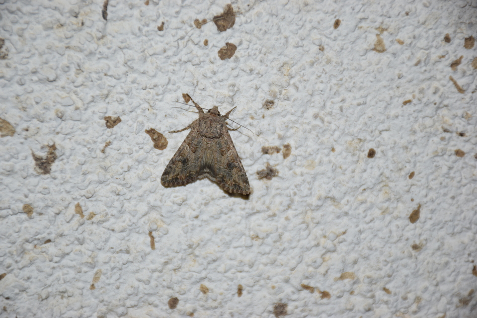 Hadula trifolii - lóherebagoly