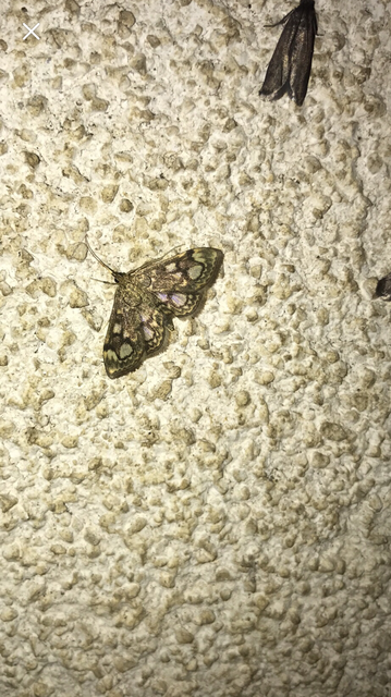 Anania coronata - koronás dudvamoly