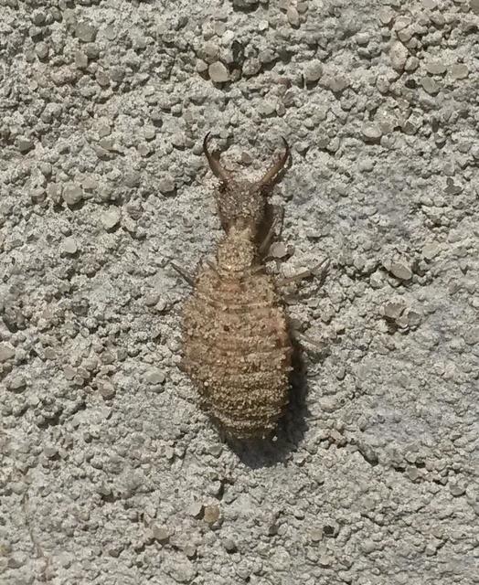 Myrmeleontidae - hangyalesők Myrmeleontidae - hangyalesők