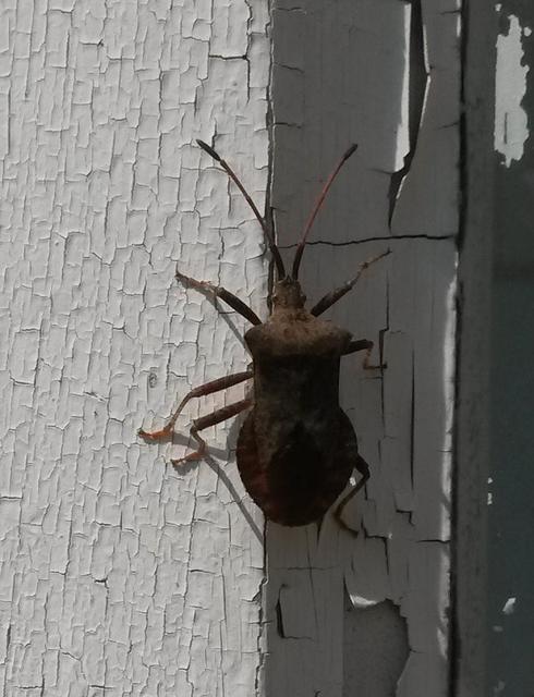 Coreus marginatus - közönséges karimáspoloska