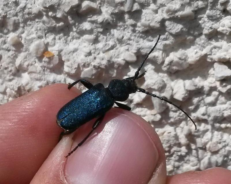 Callidium violaceum - kék korongcincér