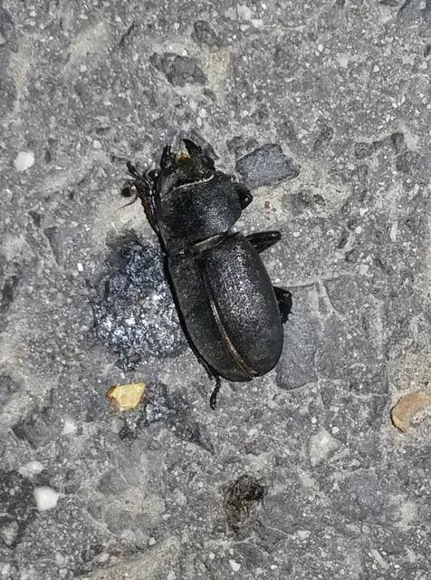 Dorcus parallelipipedus - kis szarvasbogár