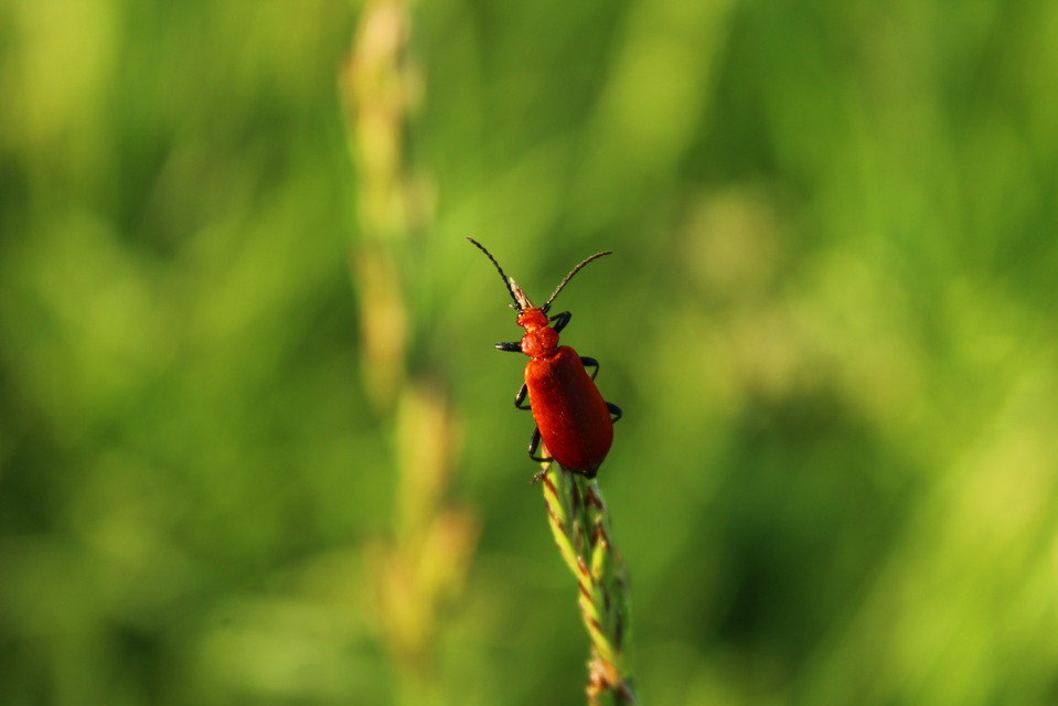 Pyrochroa serraticornis - közép-bíborbogár