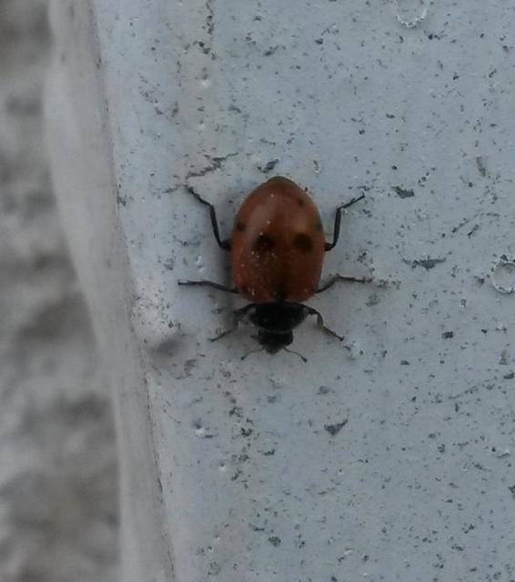 Hippodamia variegata - tizenhárompettyes katica