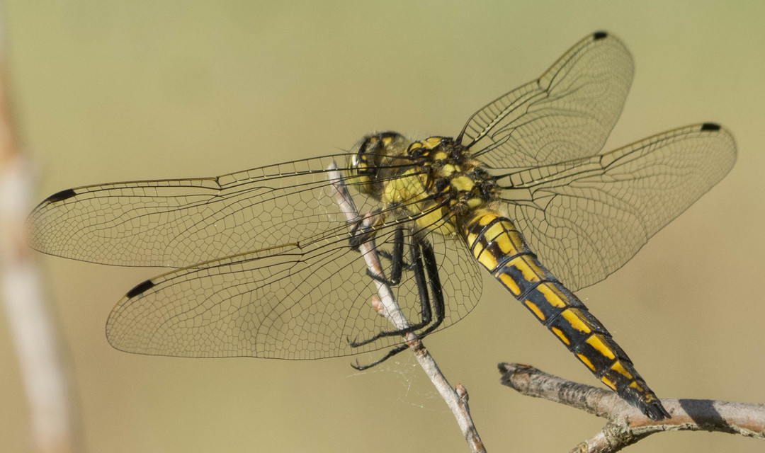 Orthetrum cancellatum - feketefarkú pásztorszitakötő