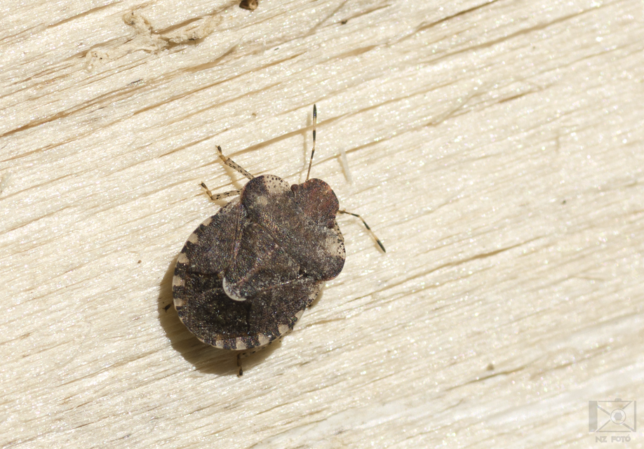Dyroderes umbraculatus Dyroderes umbraculatus