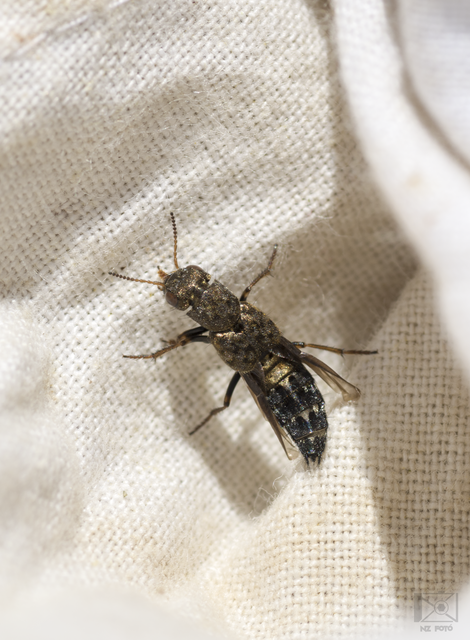 Ontholestes haroldi - sárgatérdű holyva