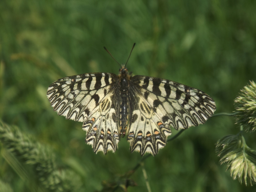 Zerynthia polyxena - farkasalmalepke