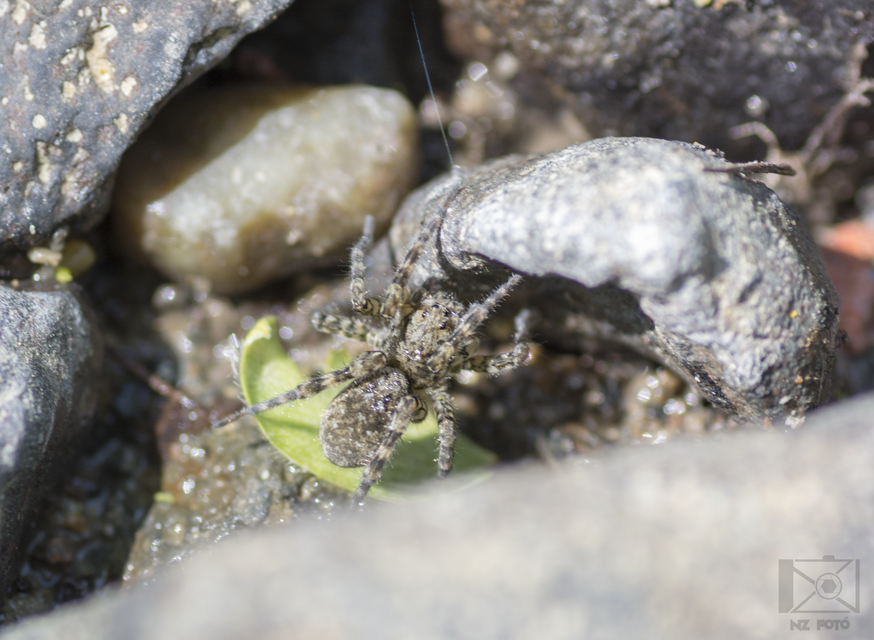 Arctosa maculata