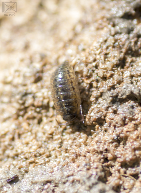 Ligidium hypnorum - közönséges fürgeászka