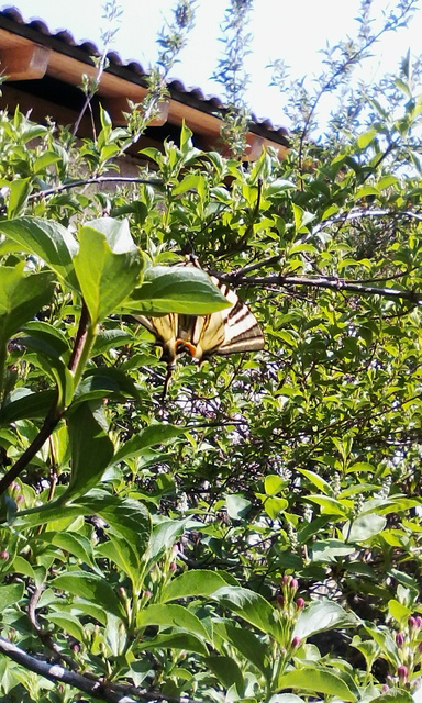 Iphiclides podalirius - kardoslepke