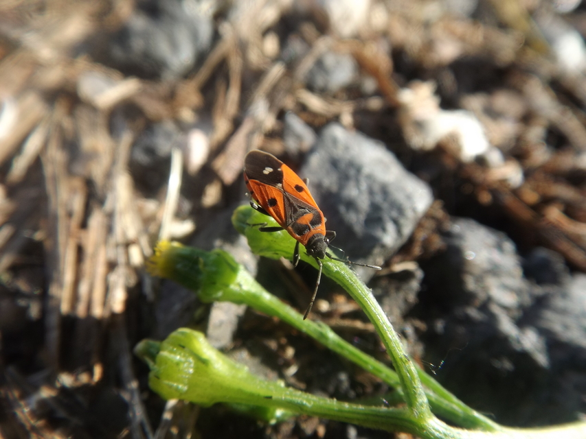 Melanocoryphus albomaculatus - nagy fehérfoltos-bodobács