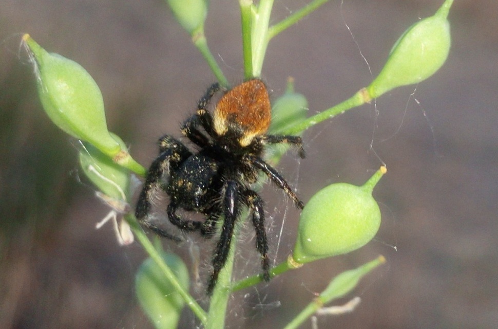 Carrhotus xanthogramma - rozsdás ugrópók