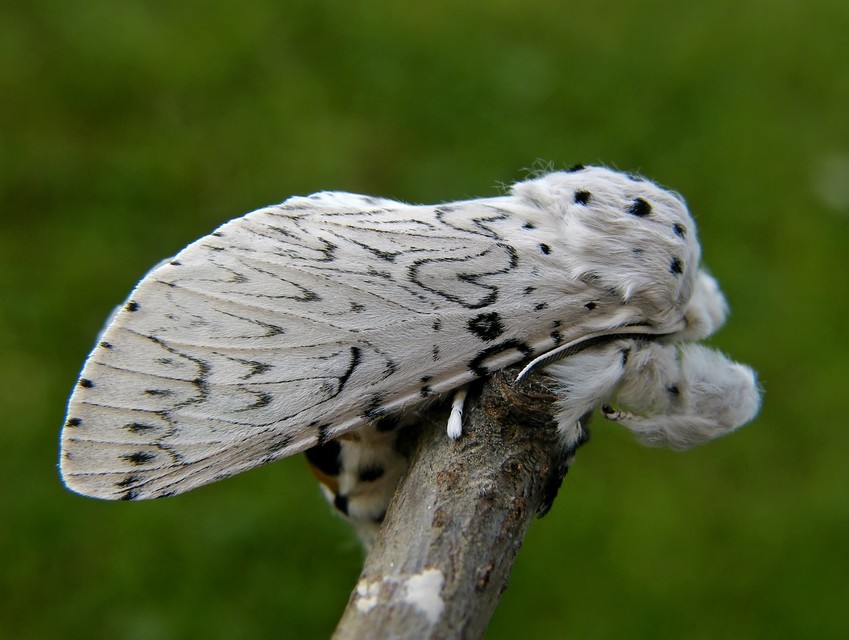 Cerura erminea - hermelin-púposszövő