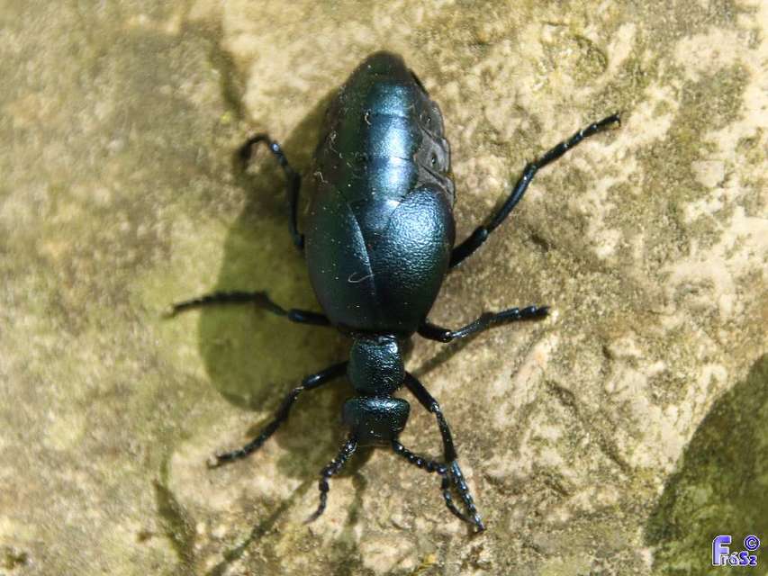 Meloe violaceus - kék nünüke