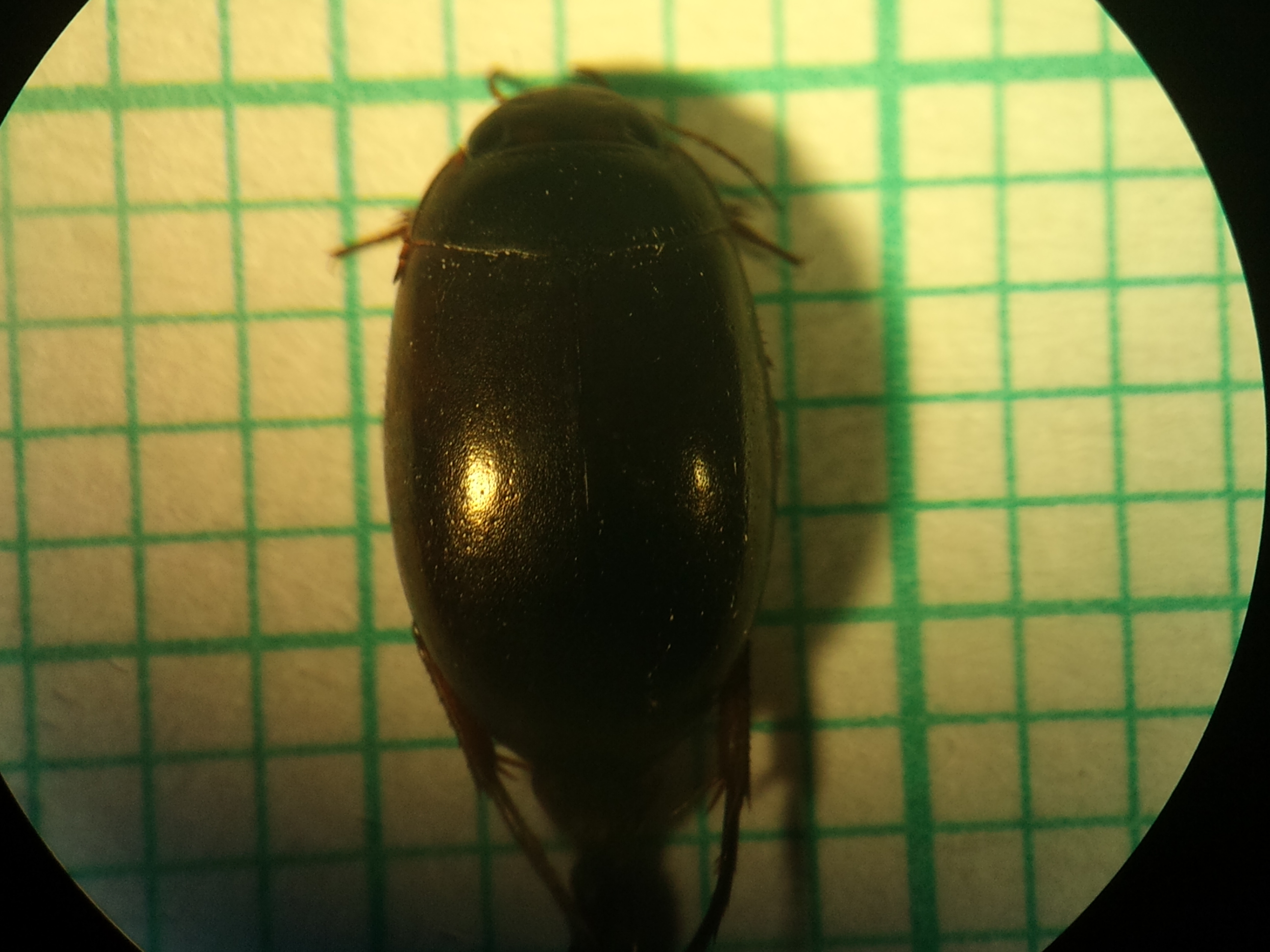 Agabus labiatus - kis gyászcsíkbogár