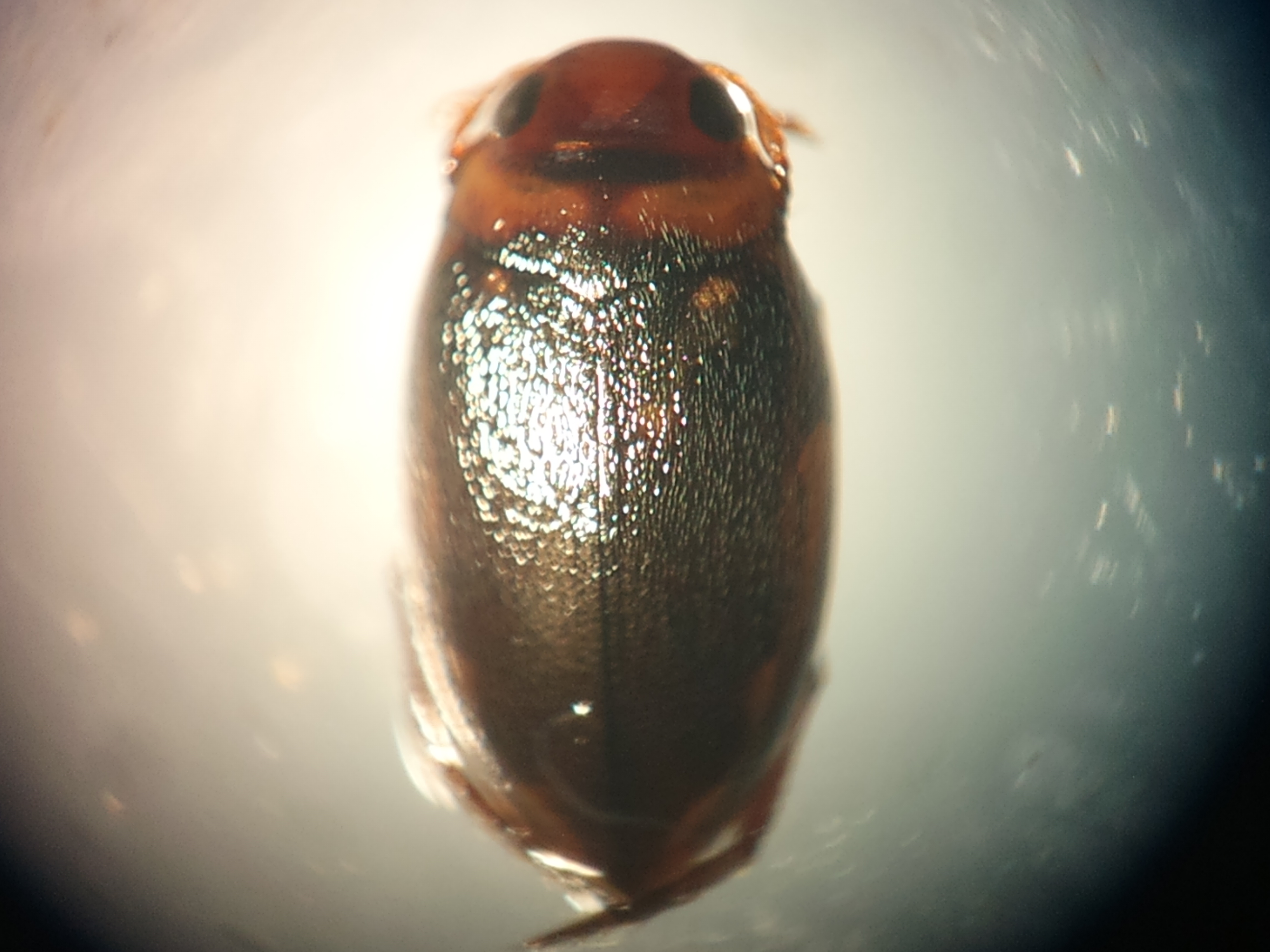 Porhydrus obliquesignatus - foltos selymescsíkbogár