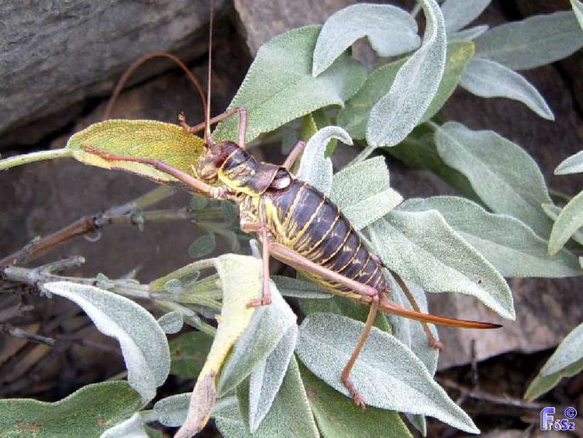 Ephippiger discoidalis